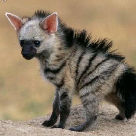 Een baby hyena